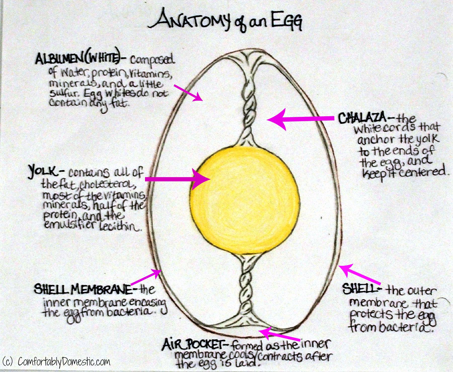 Parts Of An Egg And Their Functions