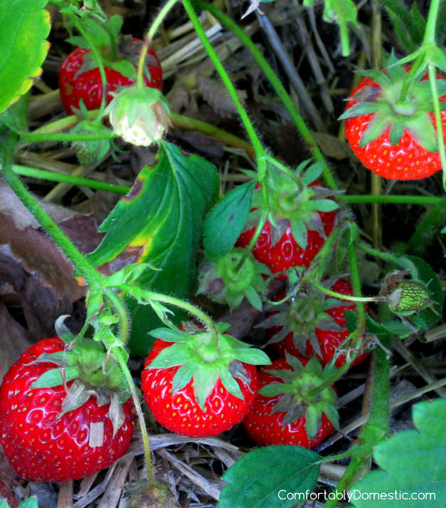 homegrown-strawberries