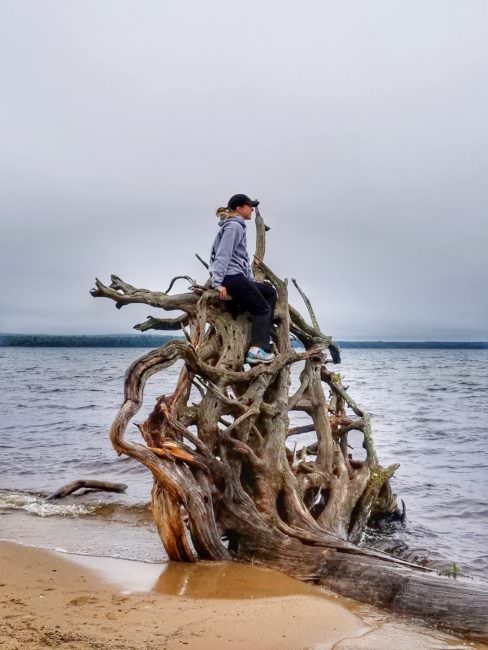 driftwood-tree-lake-superior