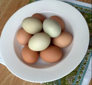 Eggs are the perfect food, as they're perfect for breakfast, lunch, dinner, and all things in between. But what is the science behind eggs? Let's find out!