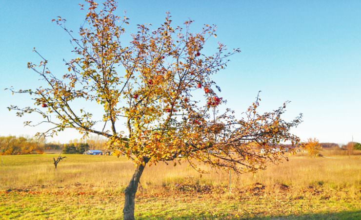 apple-tree-trimmed-for-fall